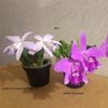 Laelia sincorana & Laelia sincorana var. coerulea